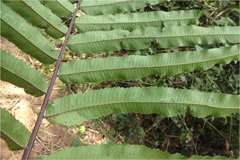 Thelypteris nudata